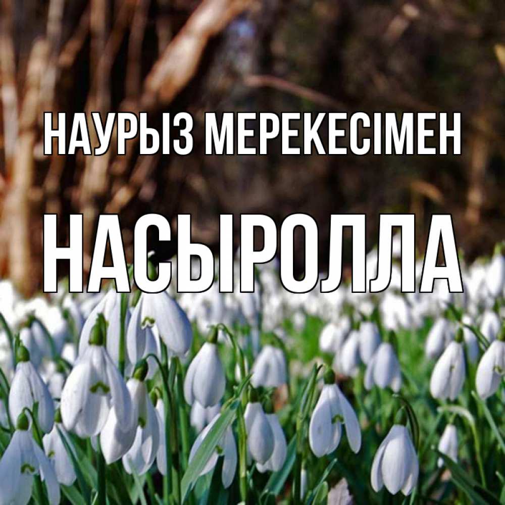 Күн сайын ашық хат с именем, Насыролла Наурыз мерекесімен с подснежниками 1 Онлайн тегін жүктеп алу тілектері бар керемет карта 
