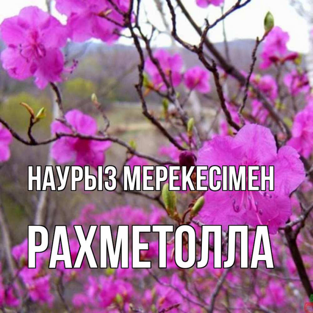Күн сайын ашық хат с именем, РАХМЕТОЛЛА Наурыз мерекесімен праздник весны наурыз Онлайн тегін жүктеп алу тілектері бар керемет карта 