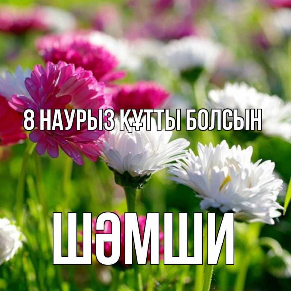 Күн сайын ашық хат с именем, ШӘМШИ 8 наурыз құтты болсын международный женский день 1 Онлайн тегін жүктеп алу тілектері бар керемет карта 