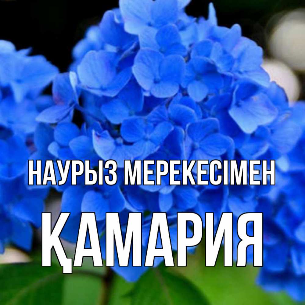 Күн сайын ашық хат с именем, ҚАМАРИЯ Наурыз мерекесімен синие цветы Онлайн тегін жүктеп алу тілектері бар керемет карта 