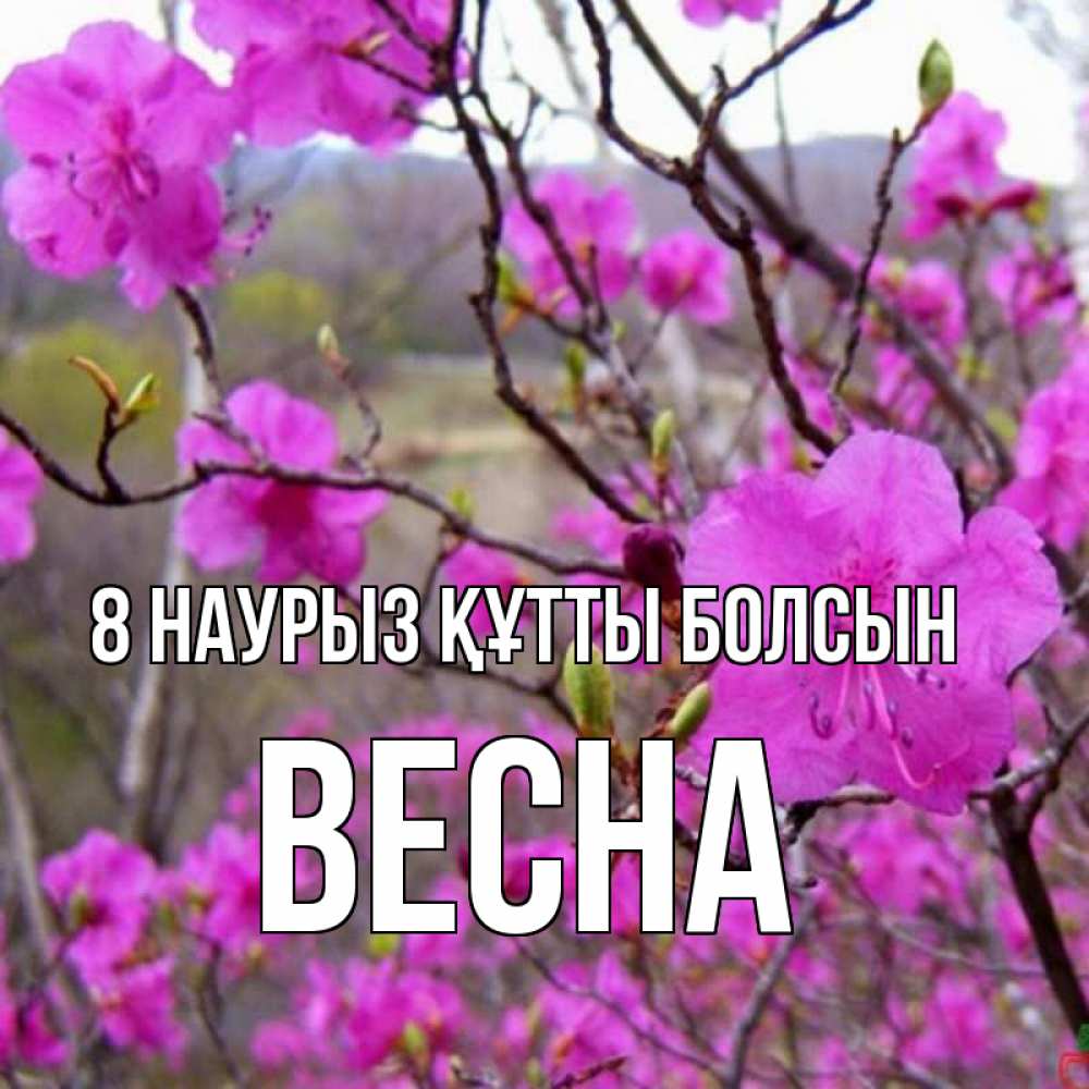 Күн сайын ашық хат с именем, Весна 8 наурыз құтты болсын международный женский день Онлайн тегін жүктеп алу тілектері бар керемет карта 