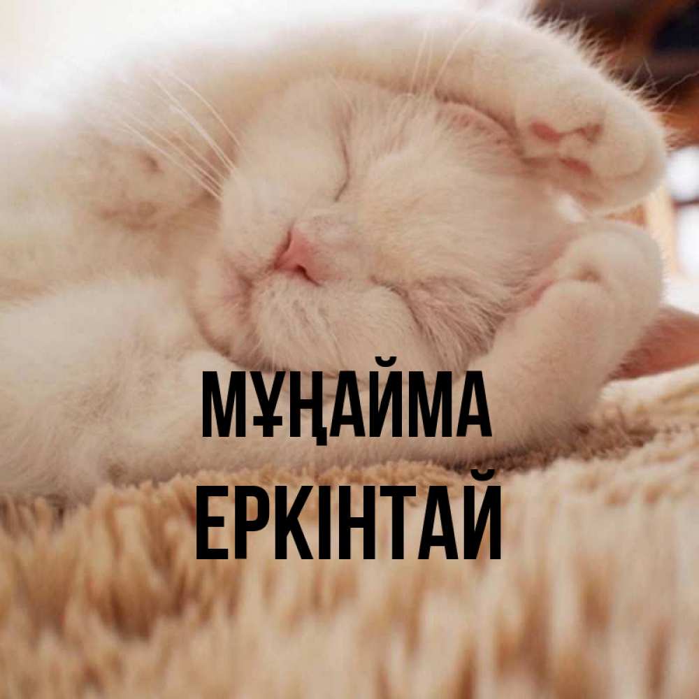 Күн сайын ашық хат с именем, Еркінтай Мұңайма Котенок спит Онлайн тегін жүктеп алу тілектері бар керемет карта 