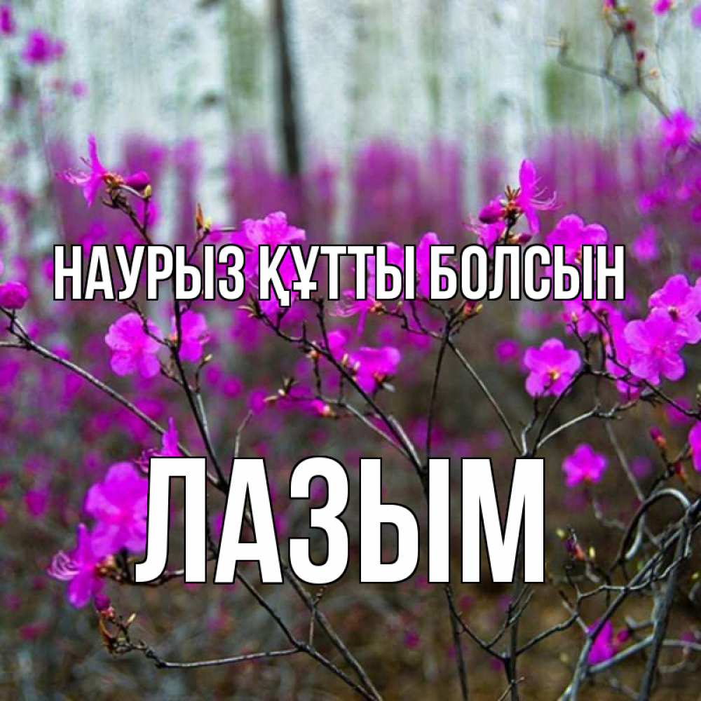 Күн сайын ашық хат с именем, ЛАЗЫМ Наурыз құтты болсын дикие цветы Онлайн тегін жүктеп алу тілектері бар керемет карта 