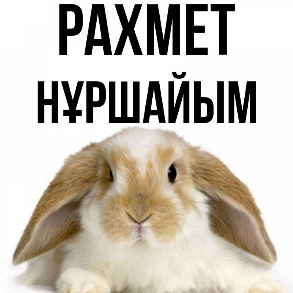 Күн сайын ашық хат с именем, НҰРШАЙЫМ рахмет коричнево белый заяц Онлайн тегін жүктеп алу тілектері бар керемет карта 