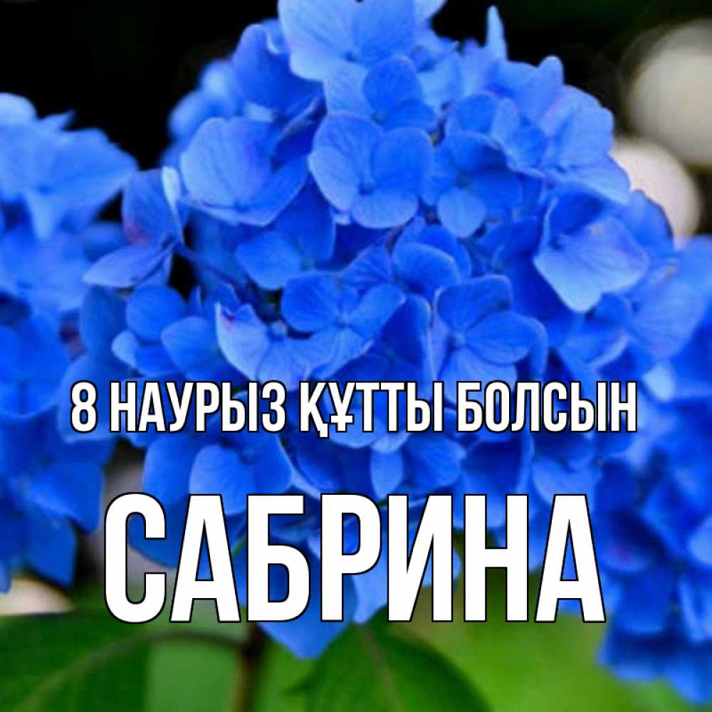 Күн сайын ашық хат с именем, Сабрина 8 наурыз құтты болсын синие цветы Онлайн тегін жүктеп алу тілектері бар керемет карта 