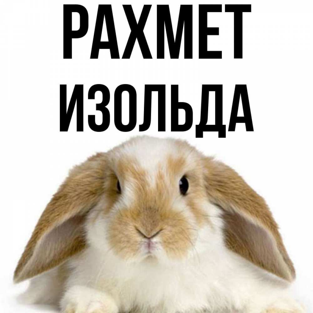 Күн сайын ашық хат с именем, Изольда рахмет коричнево белый заяц Онлайн тегін жүктеп алу тілектері бар керемет карта 