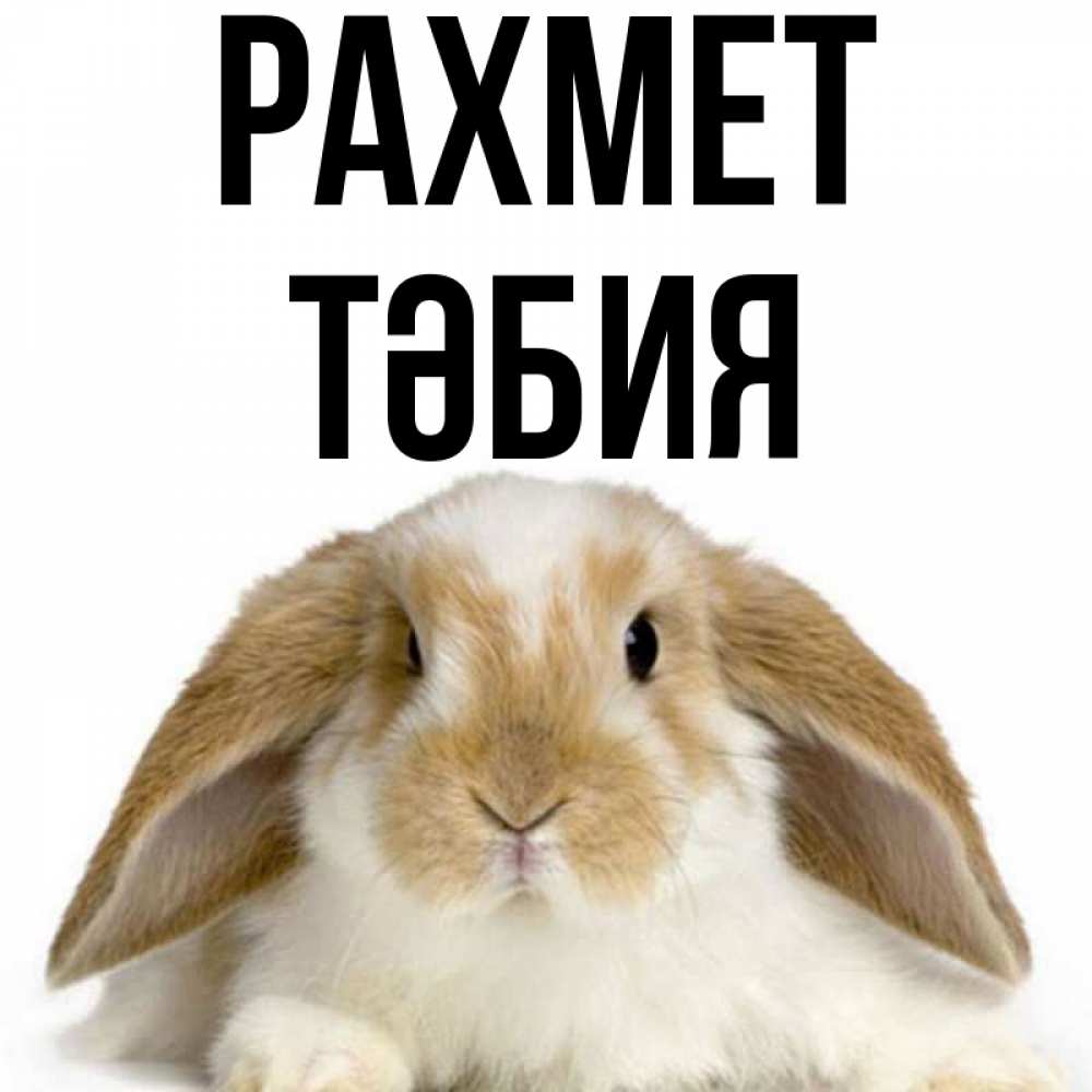 Күн сайын ашық хат с именем, ТӘБИЯ рахмет коричнево белый заяц Онлайн тегін жүктеп алу тілектері бар керемет карта 