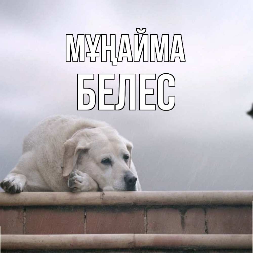 Күн сайын ашық хат с именем, Белес Мұңайма белый пес 1 Онлайн тегін жүктеп алу тілектері бар керемет карта 
