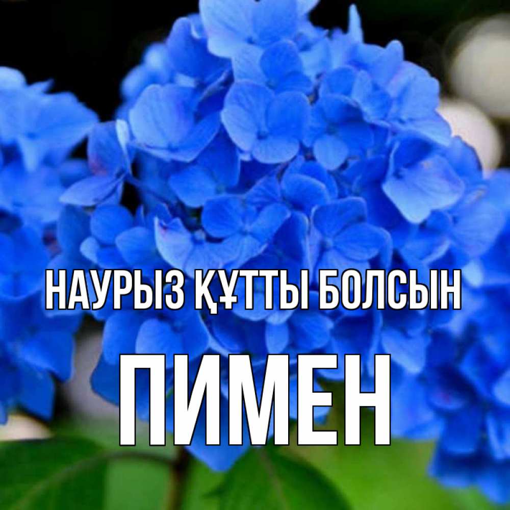Күн сайын ашық хат с именем, Пимен Наурыз құтты болсын синие цветы Онлайн тегін жүктеп алу тілектері бар керемет карта 