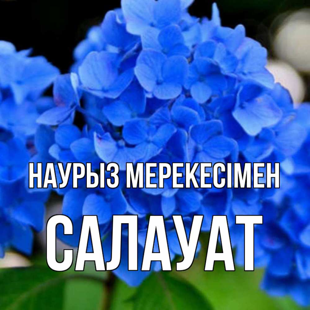Күн сайын ашық хат с именем, САЛАУАТ Наурыз мерекесімен синие цветы Онлайн тегін жүктеп алу тілектері бар керемет карта 