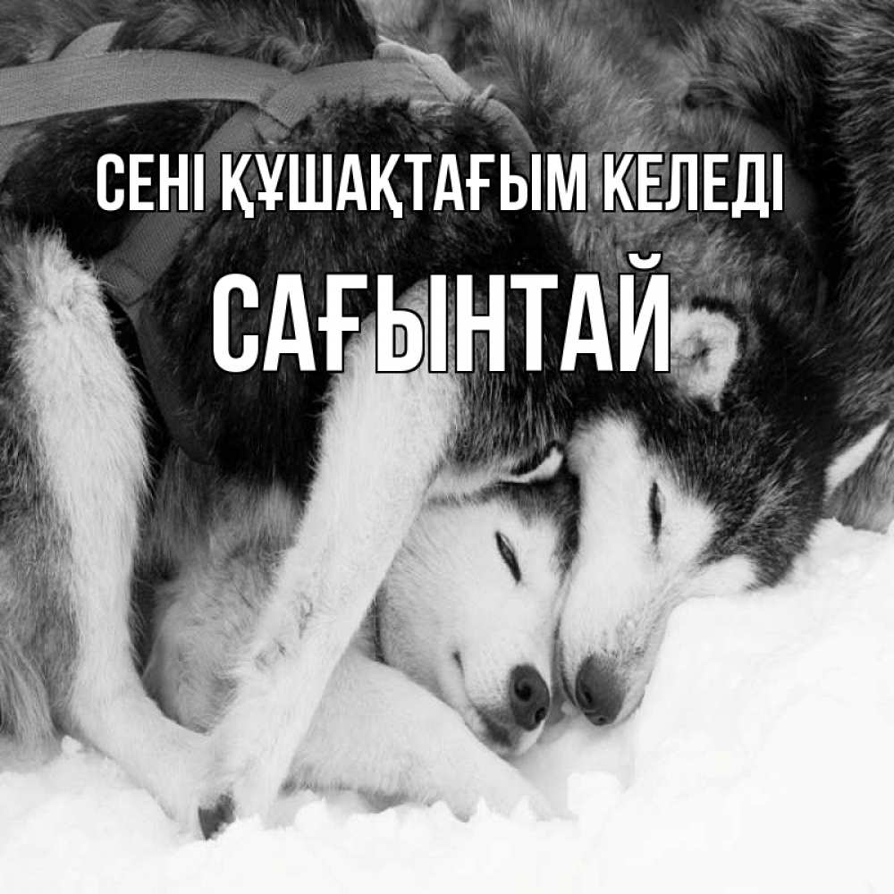 Күн сайын ашық хат с именем, Сағынтай сені құшақтағым келеді собачки в упряжке Онлайн тегін жүктеп алу тілектері бар керемет карта 