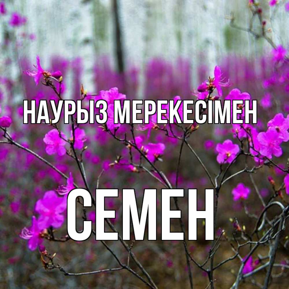 Күн сайын ашық хат с именем, Семен Наурыз мерекесімен дикие цветы Онлайн тегін жүктеп алу тілектері бар керемет карта 