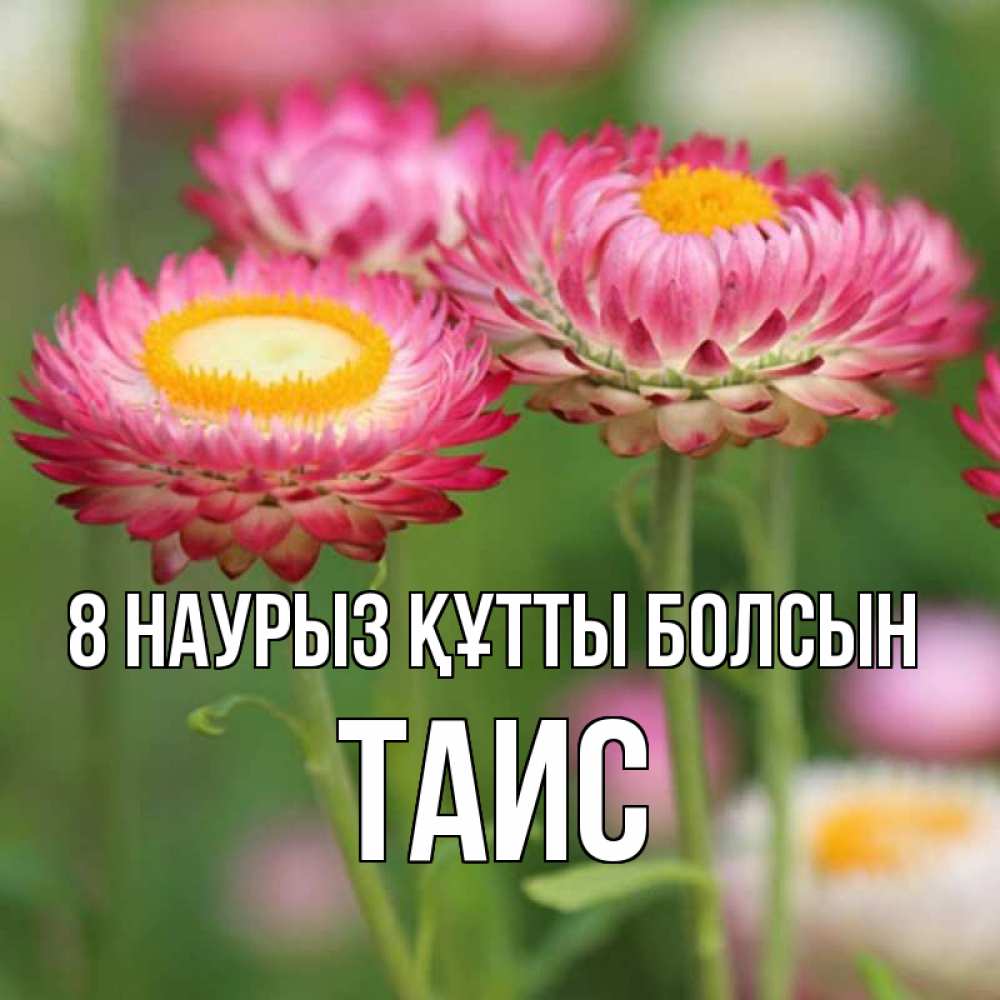 Күн сайын ашық хат с именем, Таис 8 наурыз құтты болсын подарок на международный женский день Онлайн тегін жүктеп алу тілектері бар керемет карта 