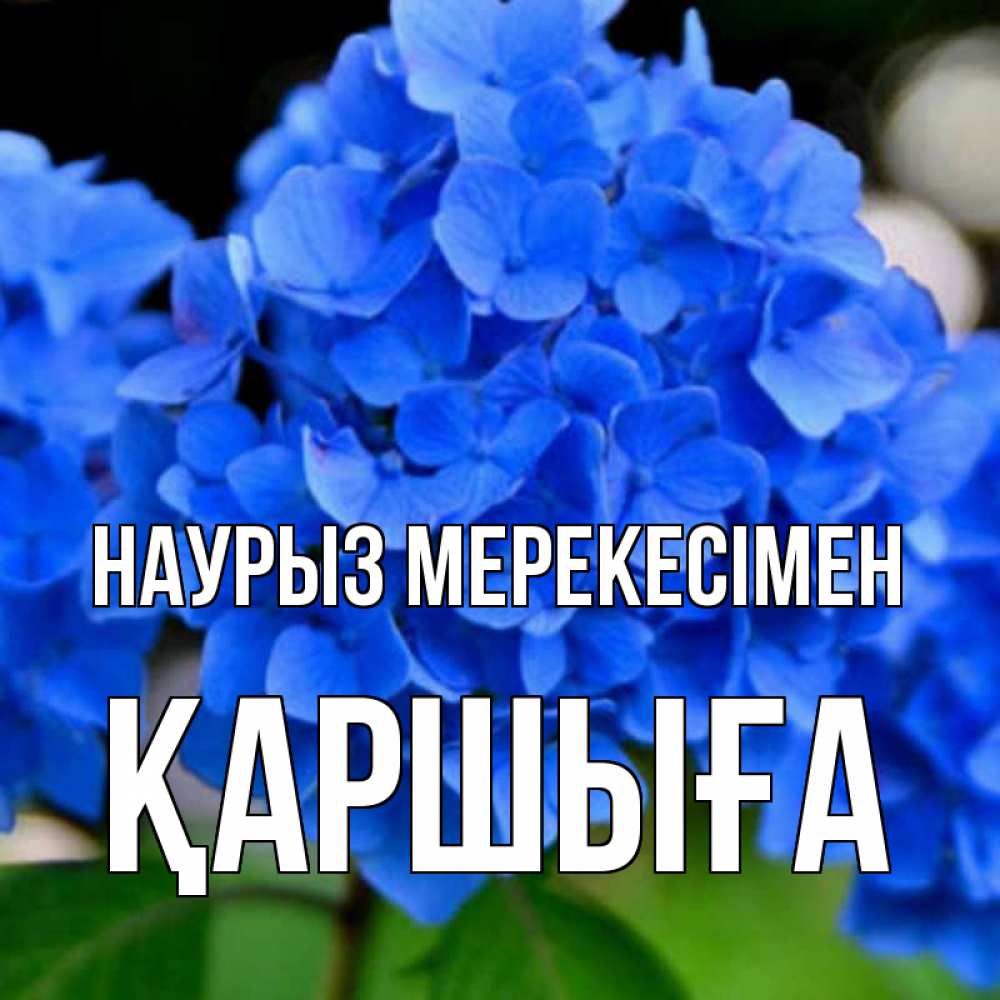 Күн сайын ашық хат с именем, Қаршыға Наурыз мерекесімен синие цветы Онлайн тегін жүктеп алу тілектері бар керемет карта 